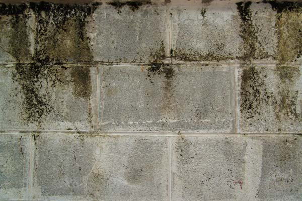 Mold growth in basement or crawl space.